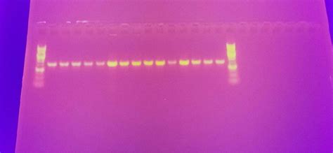 1 Kb Plus Dna Ladder Goldbio