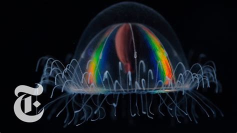 How Deep Sea Creatures Emit Their Own Light The New York
