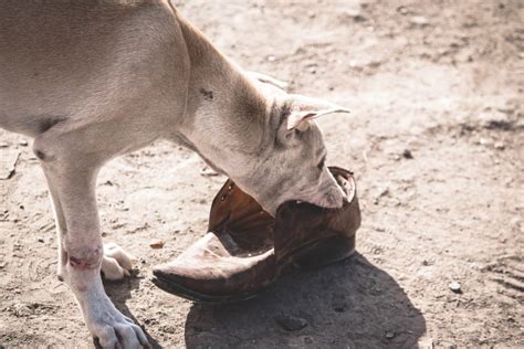 Why Do You Get A Tetanus Shot After A Dog Bite