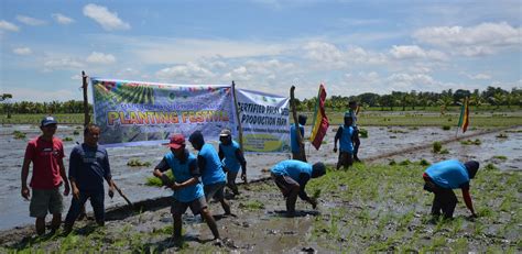 The philippine army repelled on saturday 05/08/2021 a bangsamoro islamic freedom fighters (biff) raid in datu paglas, maguindanao province. RICE PLANTING RACE IN DATU PAGLAS BRINGS JOY TO THE ...