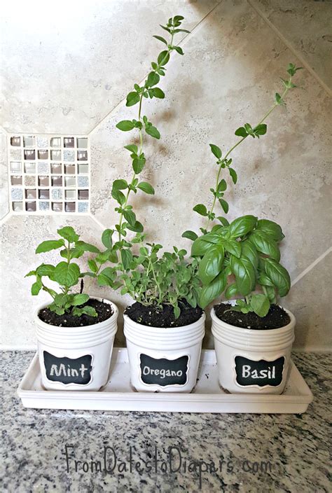Kitchen Herb Garden From Dates To Diapers