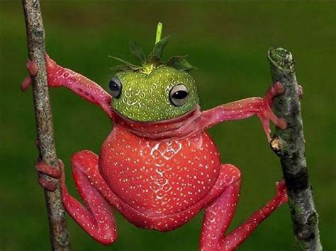 Pin By Valinda Brock On Anfíbios Weird Animals Frog Animal Photo