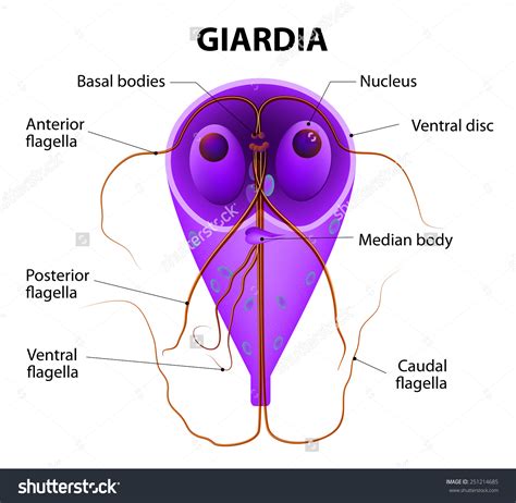 Giardiasis diéta