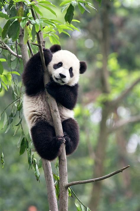 Juvenile Panda Climbing A Tree Photograph By Tony Camacho Pixels