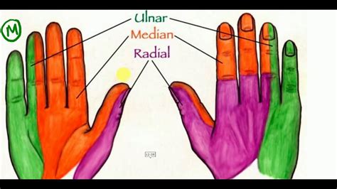 Anatomy Lectures Hand Nerve Supply Of Hand Muscles Youtube