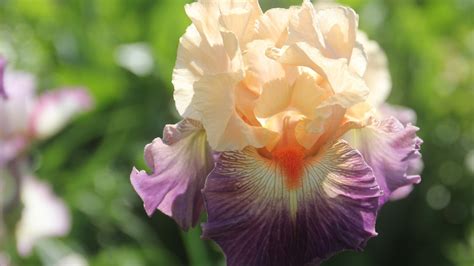 How To Plant Grow And Care For Iris Flowers