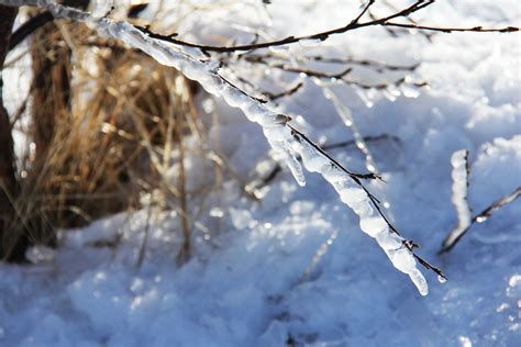 Free Images Tree Branch Snow Cold Winter White Sunlight View