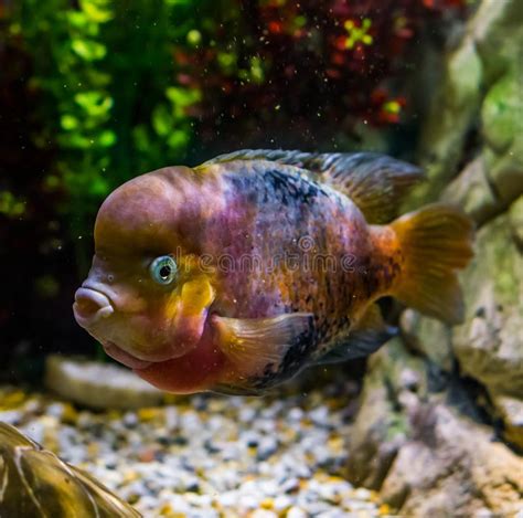 The closest living relative of cichlids is probably the convict blenny, and both families are classified in the 5th edition of. Aquicultuur Stockfoto's en afbeeldingen - Download 17,394 ...