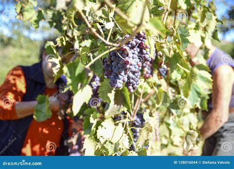 Harvest Farmers At Work In Italian Vineyards Collect Grapes For Stock