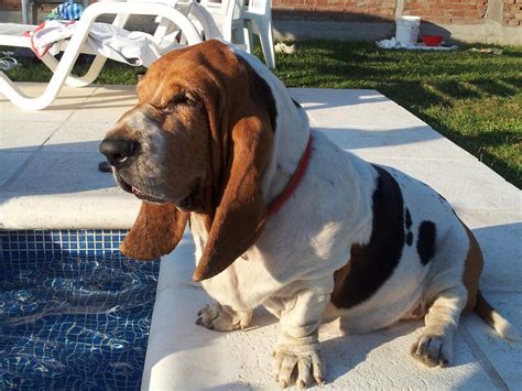By The Pool Basset Hound Dog Basset Hound Hound Dog