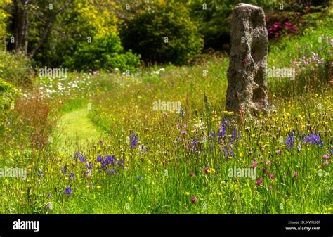 Wildflower Meadow Stock Photo Alamy