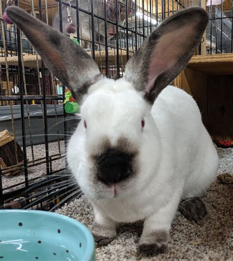 amethyst gainesville rabbit rescue