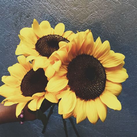 Sunflowers Aesthetic Appleofmyeye Artsy Pictures Flowers Floral