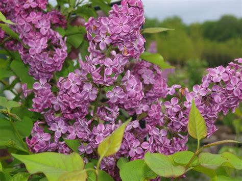 Lilacs Archives Knechts Nurseries And Landscaping Lilac Plants Syringa