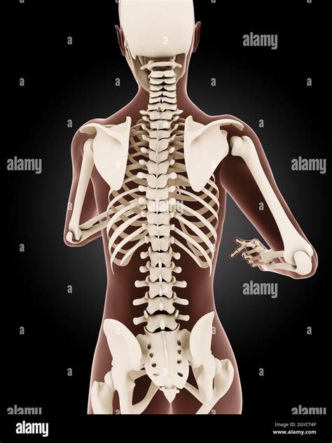3d Render Of A Female Medical Skeleton With Close Up On Back Stock