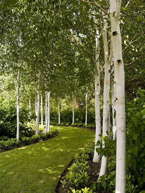 Garden With White Birch Trees In 2020 Birch Trees Garden Beautiful Gardens Landscape Design