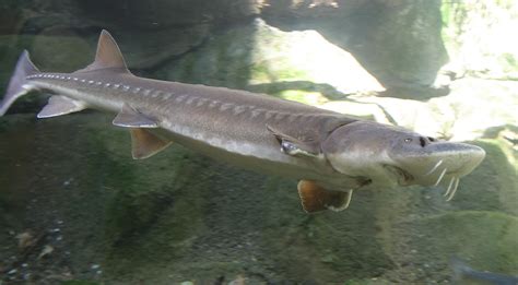 White sturgeon (acipenser transmontanus) are the largest freshwater fish in north america. Sturgeon | Ottawa Riverkeeper | Garde-rivière des Outaouais