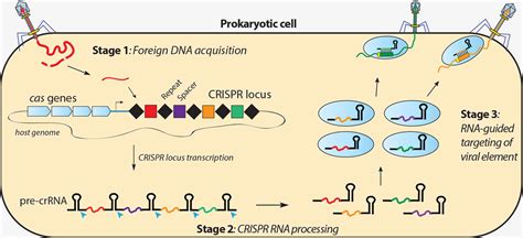Evolution Of The Crispr Cas Adaptive Immunity Systems In Prokaryotes