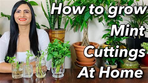 How To Grow Mint Indoors From Stem Cuttings In Water Sunlight