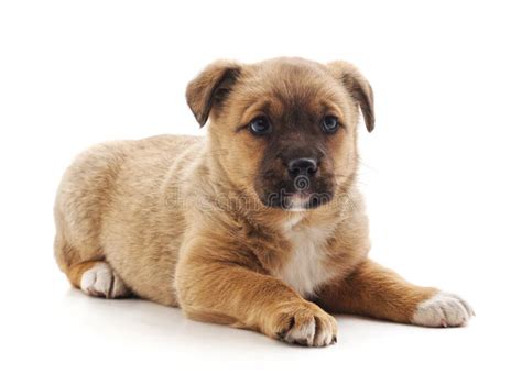 One Small Brown Puppy Stock Photo Image Of Beautiful 142869202