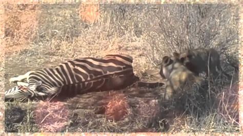 Rhulani Minute Safari Lion Caresses On A Zebra Kill Youtube