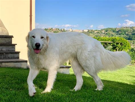 Il cane da pastore scozzese o scotch collie, è un cane da pastore che si divide in due varietà: Come si educa un cane da pastore maremmano? Trasmettetegli ...