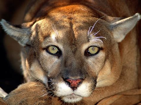 Cougar Animal Photo By Suhaderbent Mountain Lion Puma On A Tree Wild