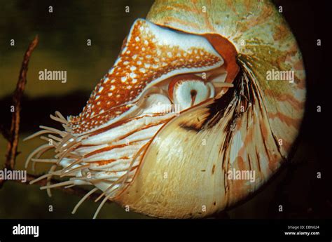 Wild Chambered Nautilus Hi Res Stock Photography And Images Alamy