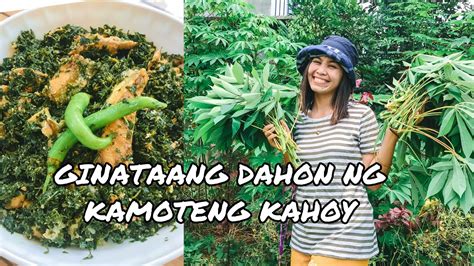 How To Cook Ginataang Dahon Ng Kamoteng Kahoy Step By Step Rae Xel