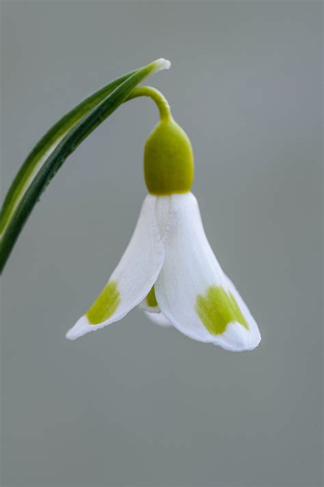 Snowdrop Bulb Sells For A Record Busting 1 850 Gardens Illustrated