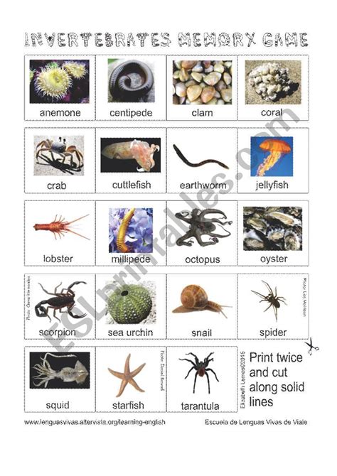 Animals Invertebrates Memory Game Esl Worksheet By Lisilemos