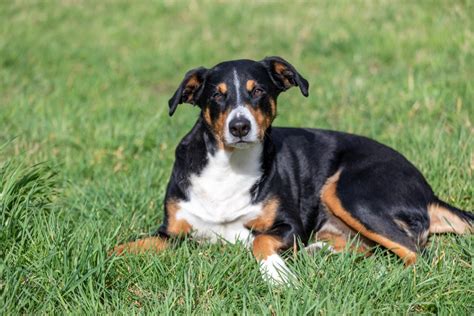 Are Entlebucher Mountain Dogs Hypoallergenic Petswows