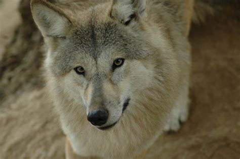 Himalayan Wolf Aka Tibetan Wolf The Oldest Grey Wolf Subspecies