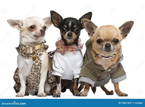 Three Chihuahuas Dressed Up Stock Image Image 16821831