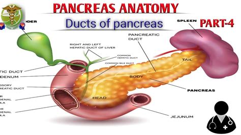 Duct Of Pancreas L Part 4 L Pancreas Anatomy L Easy Explanation By