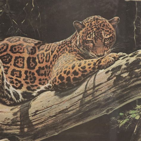 guy coheleach offset lithograph jungle jaguar ebth