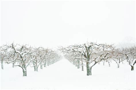 Snow Orchard Photograph By Marilyn Cornwell Fine Art America