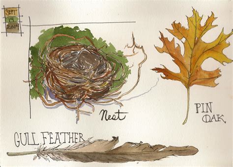 Nest Feather And Leaf Copyright 2014 Jan Blencowe Nature Sketch