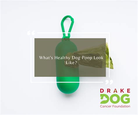 Whats Healthy Dog Poop Look Like Drake Dog Cancer Foundation