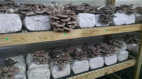 you can grow mushrooms in your garden home and garden
