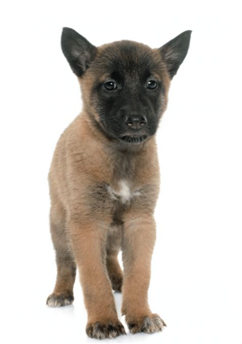 We also practice social distancing when we place customers into our playrooms to visit with the puppies. Belgian Malinois Puppies for Sale California Breeders ...