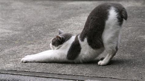 What Your Cats Butt Can Tell You About Its Health