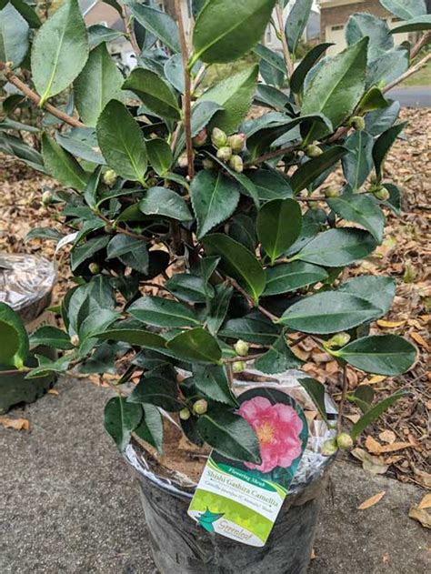 Brighten any foundation planting, hedging, borders and beyond with the gashira. Shishi Gashira Camellia For Sale | Compare Best Prices Online