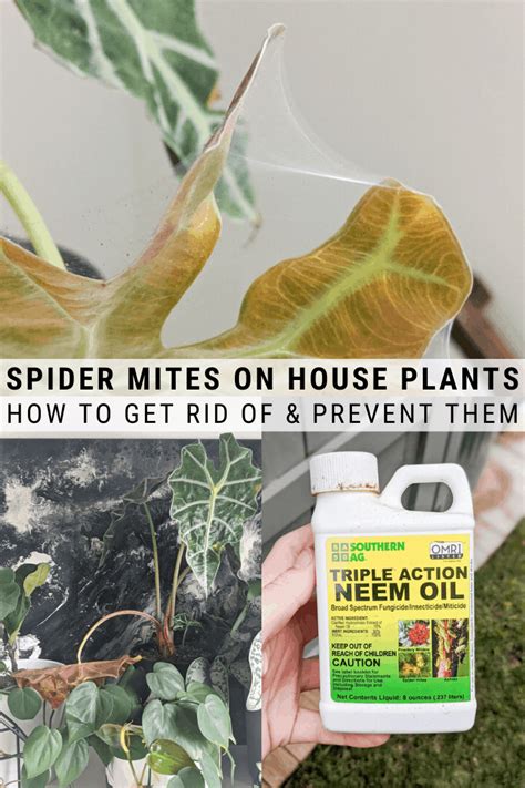 How To Get Rid Of And Prevent Spider Mites On Alocasia Plants Spider