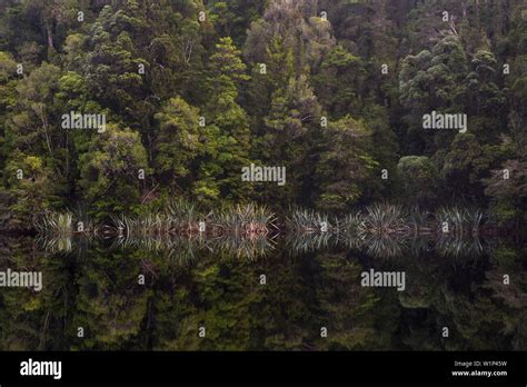 Reflection In The Water Lake Matheson Westland Tai Poutini National