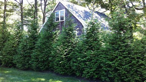 Privacy Shrubs 15 Fast Growing Privacy Shrubs And Bushes Garden