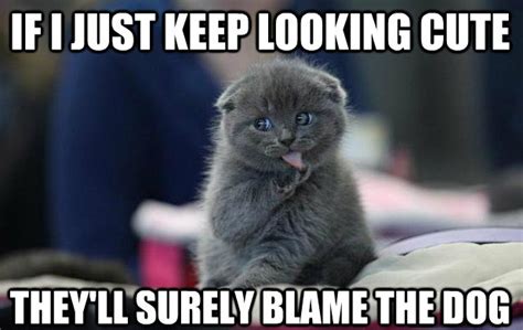 20 Cute Cat Memes That Will Put You In A Good Mood