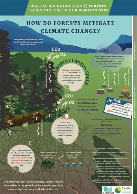 Infographic How Do Forests Mitigate Climate Change Transition Salt