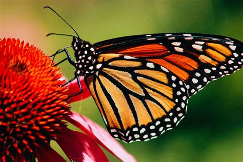 Close Up Of A Monarch Butterfly On Flower 1421095 Stock Photo At Vecteezy