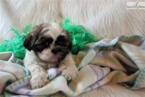 A shitzu puppy is actually one of. Sam: Shih Tzu puppy for sale near Tulsa, Oklahoma. | 0e9ca7f9-5331